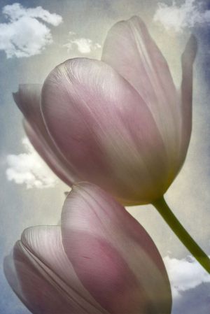 4469_Lotte Christina Andersen_Tulips_in_the_sky_1-3